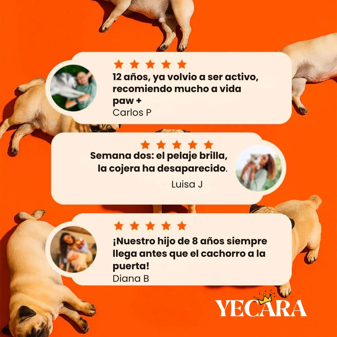 Vida Paw +Vitalidad para tu perro en la adultez.