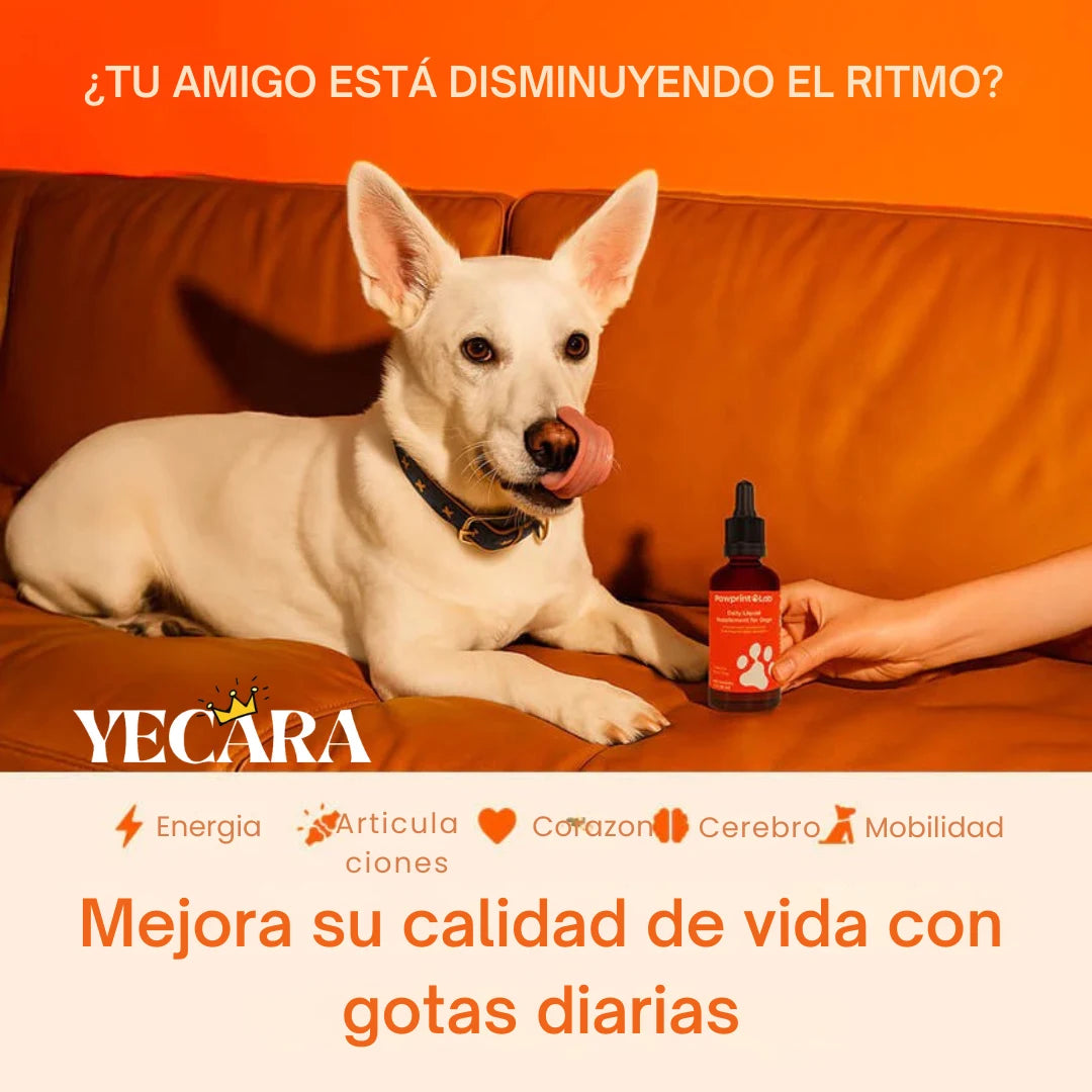 Vida Paw +Vitalidad para tu perro en la adultez.