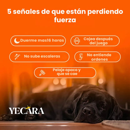 Vida Paw +Vitalidad para tu perro en la adultez.