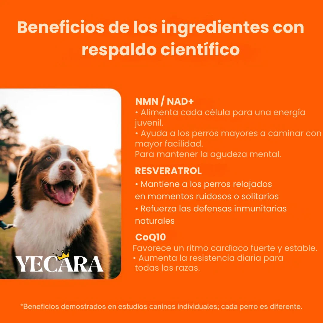 Vida Paw +Vitalidad para tu perro en la adultez.