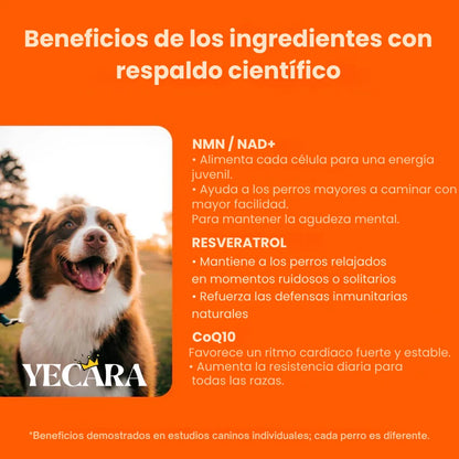 Vida Paw +Vitalidad para tu perro en la adultez.