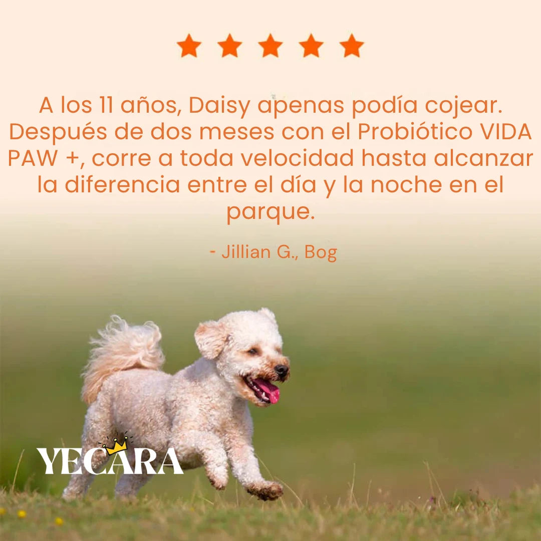 Vida Paw +Vitalidad para tu perro en la adultez.