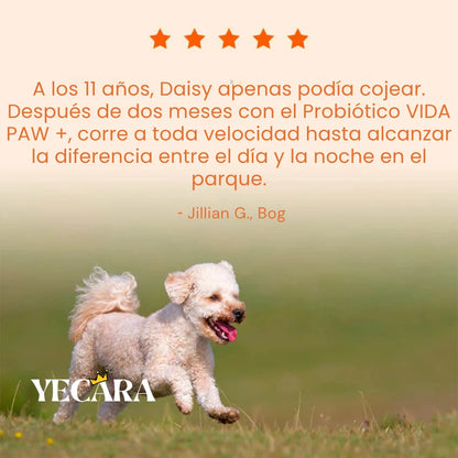 Vida Paw +Vitalidad para tu perro en la adultez.